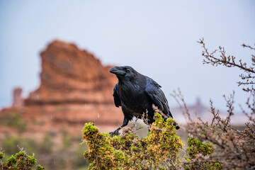 raven sitting in bush at arches nationalpark utah
