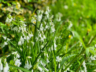 Fototapeta na wymiar Snowdrop flowers at a Devon park