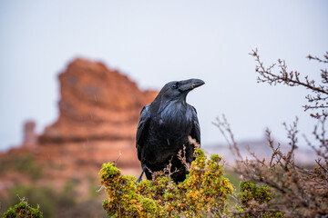 crow sitting in bush at arches nationalpark utah - obrazy, fototapety, plakaty