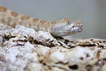 Angel de la Guarda Klapperschlange / Angel de la Guarda Island speckled rattlesnake / Crotalus angelensis