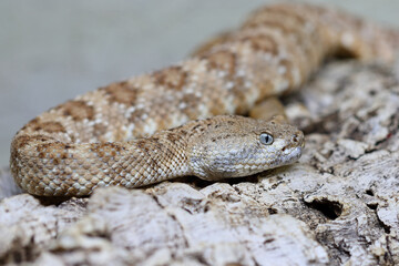 Angel de la Guarda Klapperschlange / Angel de la Guarda Island speckled rattlesnake / Crotalus angelensis