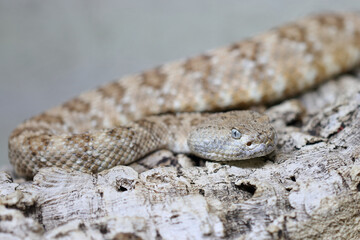 Angel de la Guarda Klapperschlange / Angel de la Guarda Island speckled rattlesnake / Crotalus angelensis