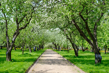 path in the park among the blossoming apple trees in spring