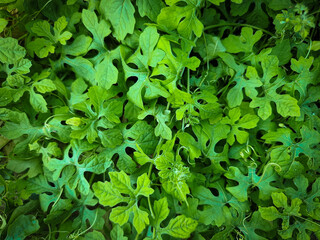 green leaves background