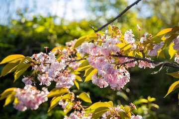 Cherry blossom in city park in sunny weather