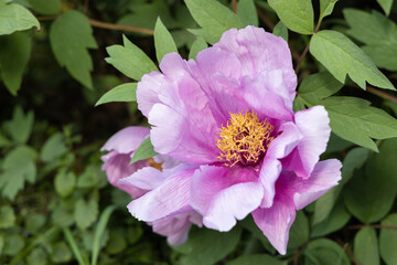 Blooming peony tree in the city park in spring in sunny weather
