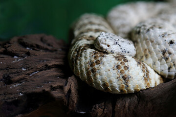 Gefleckte Klapperschlange / Speckled rattlesnake or Mitchell's rattlesnake  / Crotalus mitchellii pyrrhus