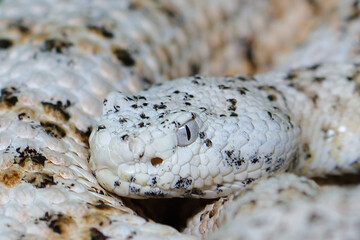 Naklejka premium Gefleckte Klapperschlange / Speckled rattlesnake or Mitchell's rattlesnake / Crotalus mitchellii pyrrhus