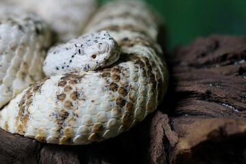 Gefleckte Klapperschlange / Speckled rattlesnake or Mitchell's rattlesnake  / Crotalus mitchellii pyrrhus