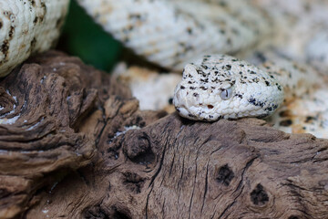 Gefleckte Klapperschlange / Speckled rattlesnake or Mitchell's rattlesnake  / Crotalus mitchellii pyrrhus