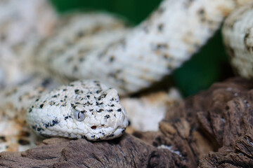 Gefleckte Klapperschlange / Speckled rattlesnake or Mitchell's rattlesnake  / Crotalus mitchellii pyrrhus