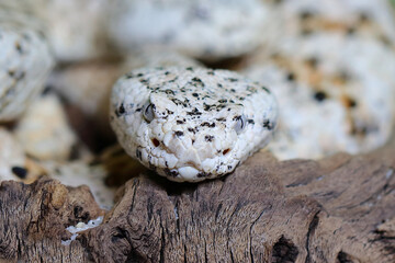 Gefleckte Klapperschlange / Speckled rattlesnake or Mitchell's rattlesnake  / Crotalus mitchellii pyrrhus