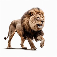 Fototapeta na wymiar A Majestic Lion, king of the jungle, running male lion