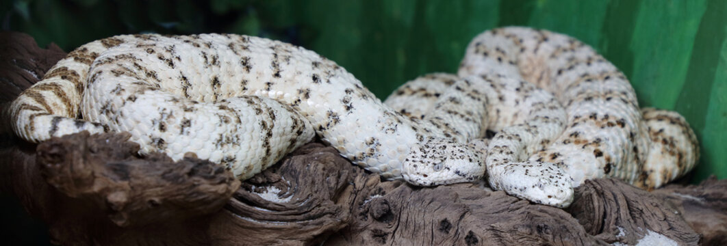 Gefleckte Klapperschlange / Speckled rattlesnake or Mitchell's rattlesnake  / Crotalus mitchellii pyrrhus