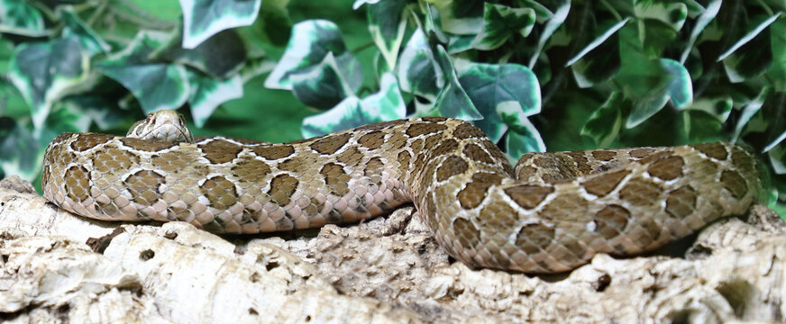 Mexikanische Lanzenkopf-Klapperschlange / Mexican lance-headed rattlesnake  / Crotalus polystictus