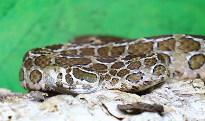 Fototapeta premium Mexikanische Lanzenkopf-Klapperschlange / Mexican lance-headed rattlesnake / Crotalus polystictus