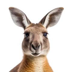 Fototapeta premium Close up of kangaroo with a transparent background, Generative Ai