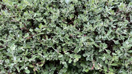 green ivy on the wall