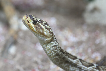 Oaxaca Schwarzschwanz-Klapperschlange / Oaxacan black-tailed rattlesnake  / Crotalus molossus oaxacus