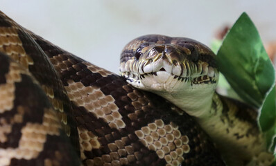 Dschungel-Teppichpython / Jungle carpet python / Morelia spilota ceynei