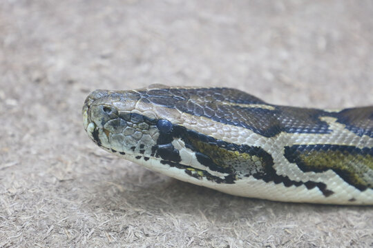 Dunkler Tigerpython / Burmese python / Python molurus bivittatus
