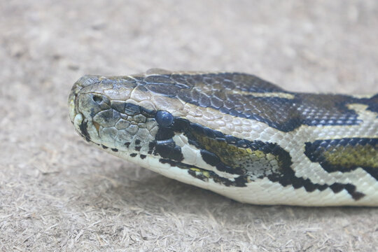 Dunkler Tigerpython / Burmese python / Python molurus bivittatus