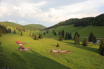 Apuseni mountains landscape with sheepfold on a green pasture.