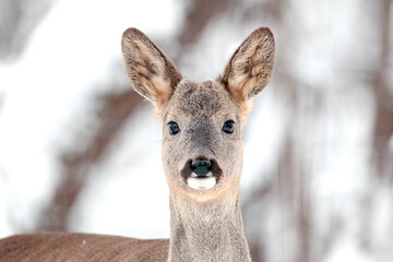 An European Roe Deer (Capreolus capreolus) close up portrait.