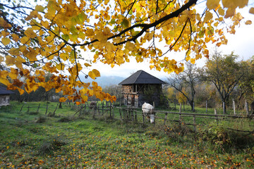 Mountains rural garden and cow in Fagaras mountains in a beautiful day of autumn.