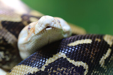 Königsboa oder Abgottschlange / Boa constrictor / Boa constrictor