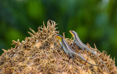 Obraz premium Montane speckled skinks aka speckled rock skinks, (Latin: Trachylepis punctatissima) lizards on a cycad crown in Zimbabwe.