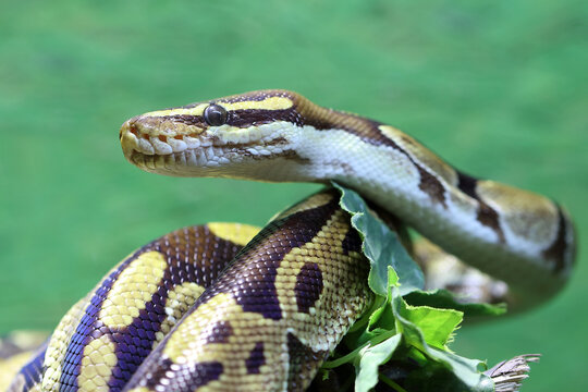 Königspython / Ball python or Royal python / Python regius