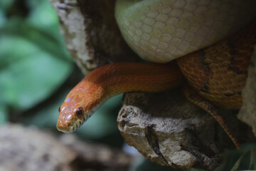 Kornnatter / Corn snake / Pantherophis guttatus