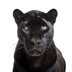 Close up of panther isolated on transparent background, Generative Ai