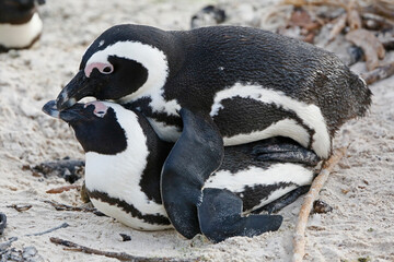 penguins mating on the beach