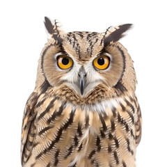 Obraz premium Close up of owl isolated on transparent background, Generative Ai