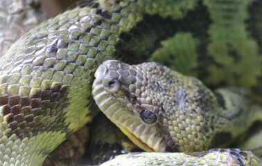 Madagaskar-Hundskopfboa / Madagascar tree boa / Sanzinia madagascariensis