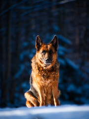 Schäferhund porträt im Winter