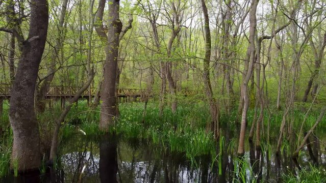 Wooden bridge between the trees in the forest 4K. Cakirlar Grove, Samsun, Turkey.