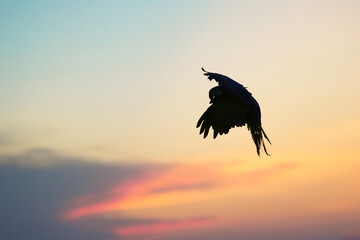  macaw parrot bird flying silhouette sunset in the sky