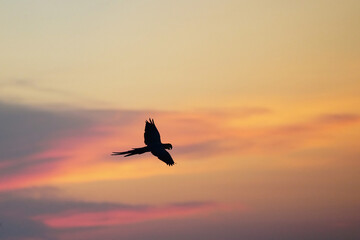 Fototapeta na wymiar macaw parrot bird flying silhouette sunset in the sky
