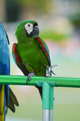 Hahns macaw parrot bird standing on aluminum rod. 