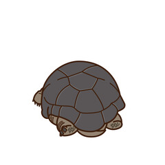 Aldabra giant tortoise