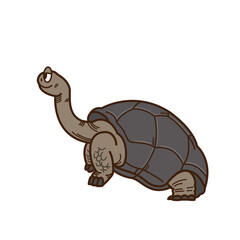Aldabra giant tortoise