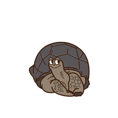 Aldabra giant tortoise