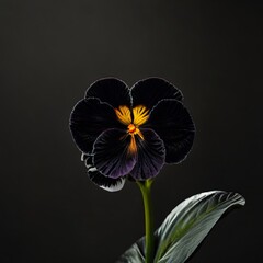 Embrace the simplicity and elegance of minimalism by photographing a Iris flower against a solid black background.