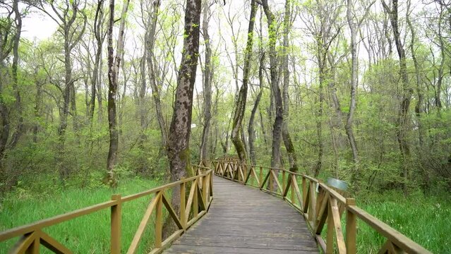 Wooden bridge between the trees in the forest 4K. Cakirlar Grove, Samsun, Turkey.
