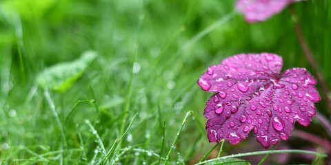 Różowy liść żurawki (Heuchera sp.) pośród traw po deszczu - obrazy, fototapety, plakaty