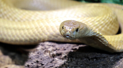 Monokelkobra / Monocled cobra / Naja kaouthia