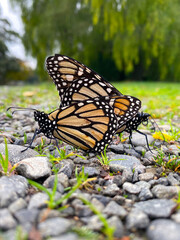 Close-up of two monarch butterflies in the act of reproduction, mating on a stoney ground in New Zealand
